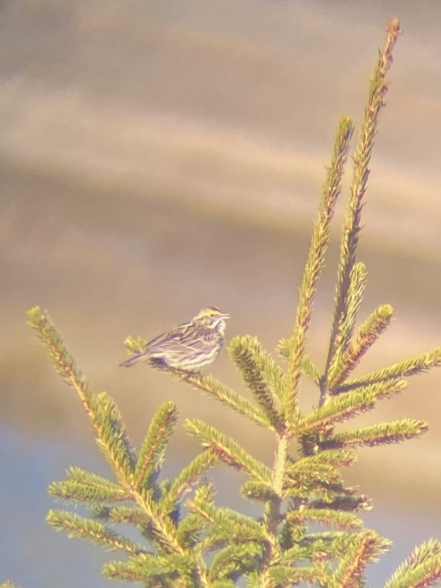 Savannah Sparrow - ML569679291