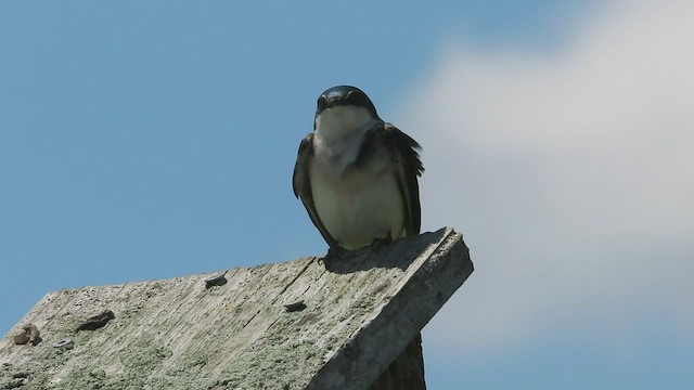 Tree Swallow - ML569680021