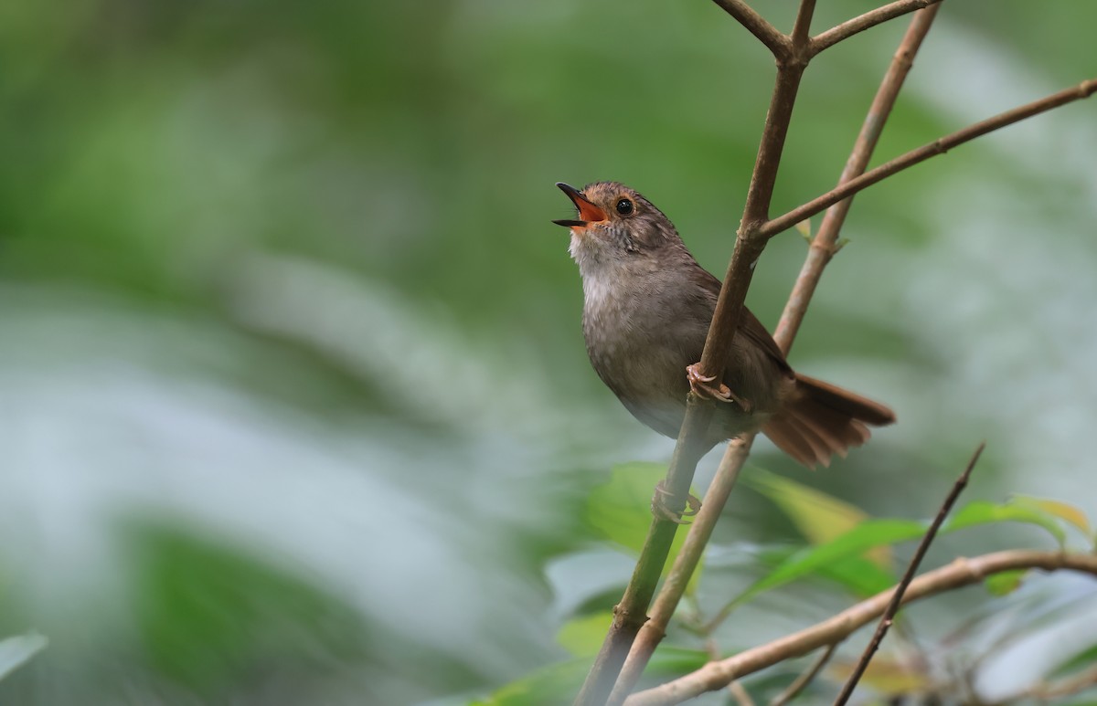 Dusky Fulvetta - Allen Lyu