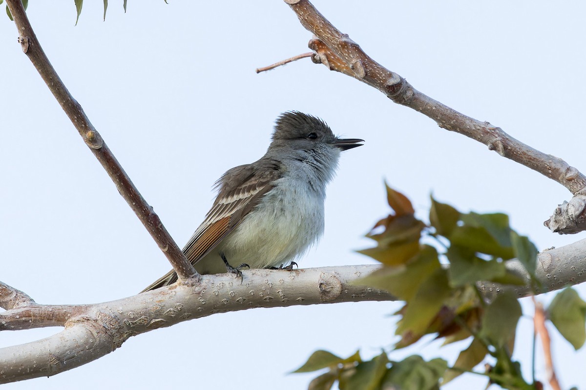 Ash-throated Flycatcher - ML569681621