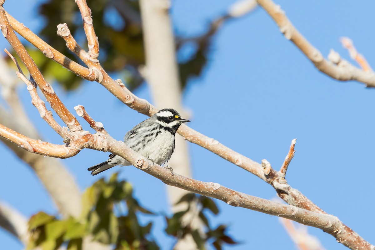 Black-throated Gray Warbler - Amy Rangel