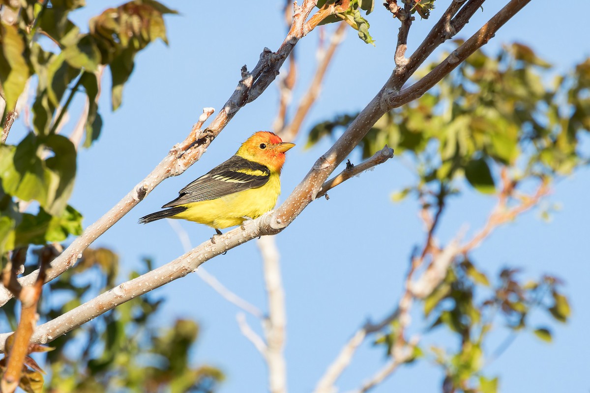 Western Tanager - ML569682311