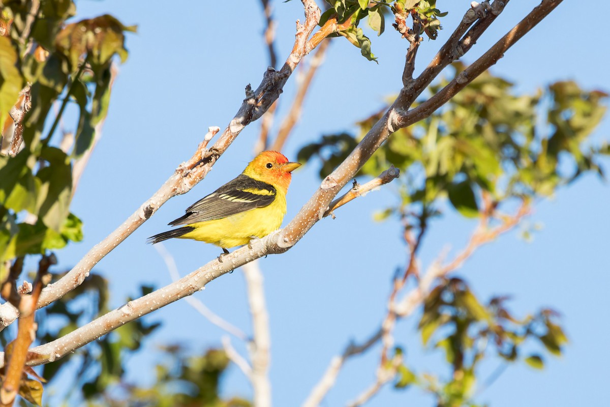 Western Tanager - ML569682321