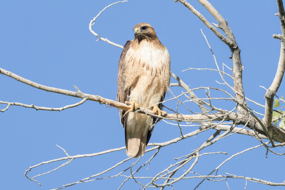 Red-tailed Hawk - ML569682581
