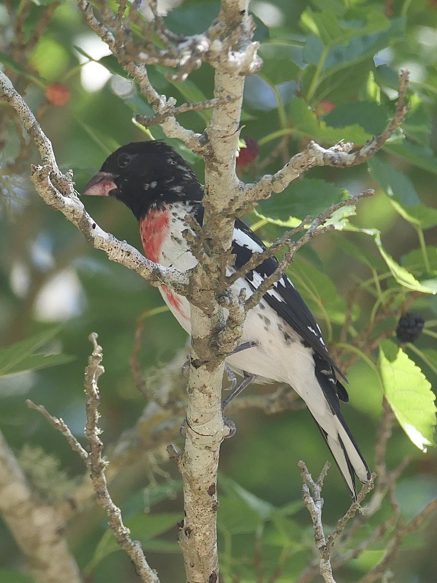 Rose-breasted Grosbeak - Chris Wills