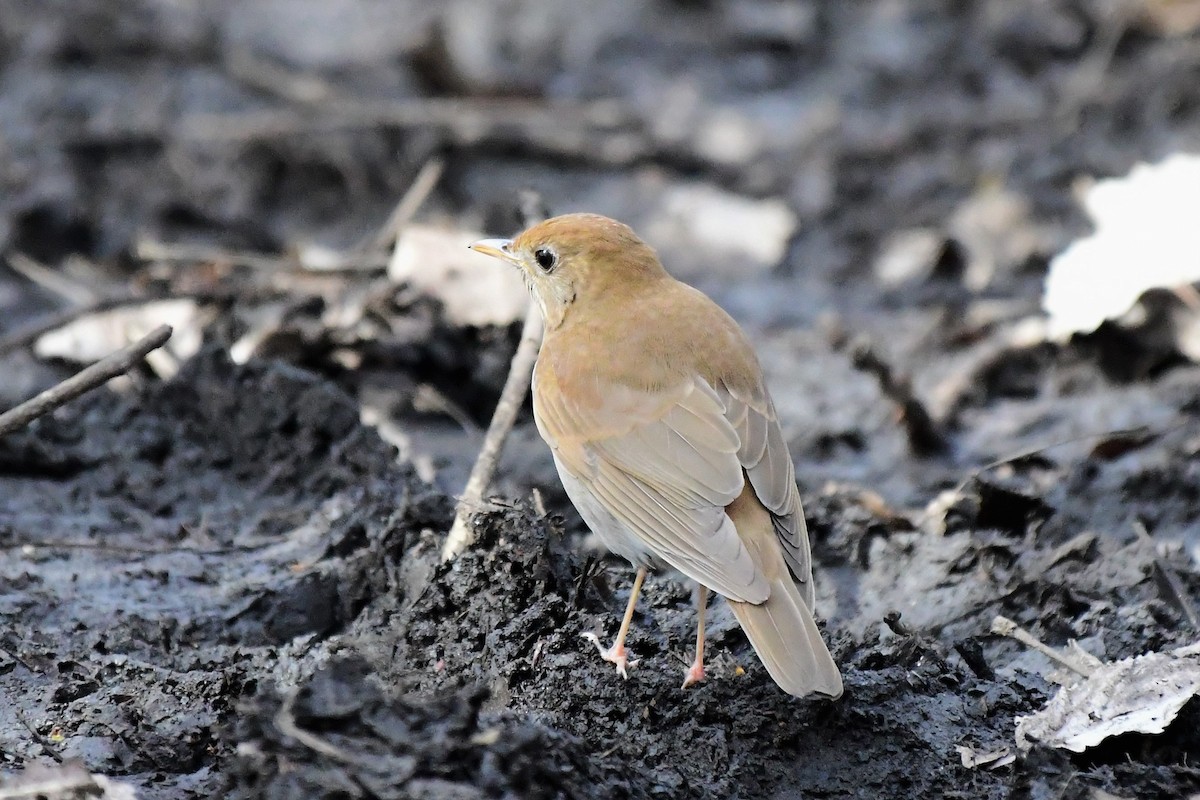 Veery - ML569682611