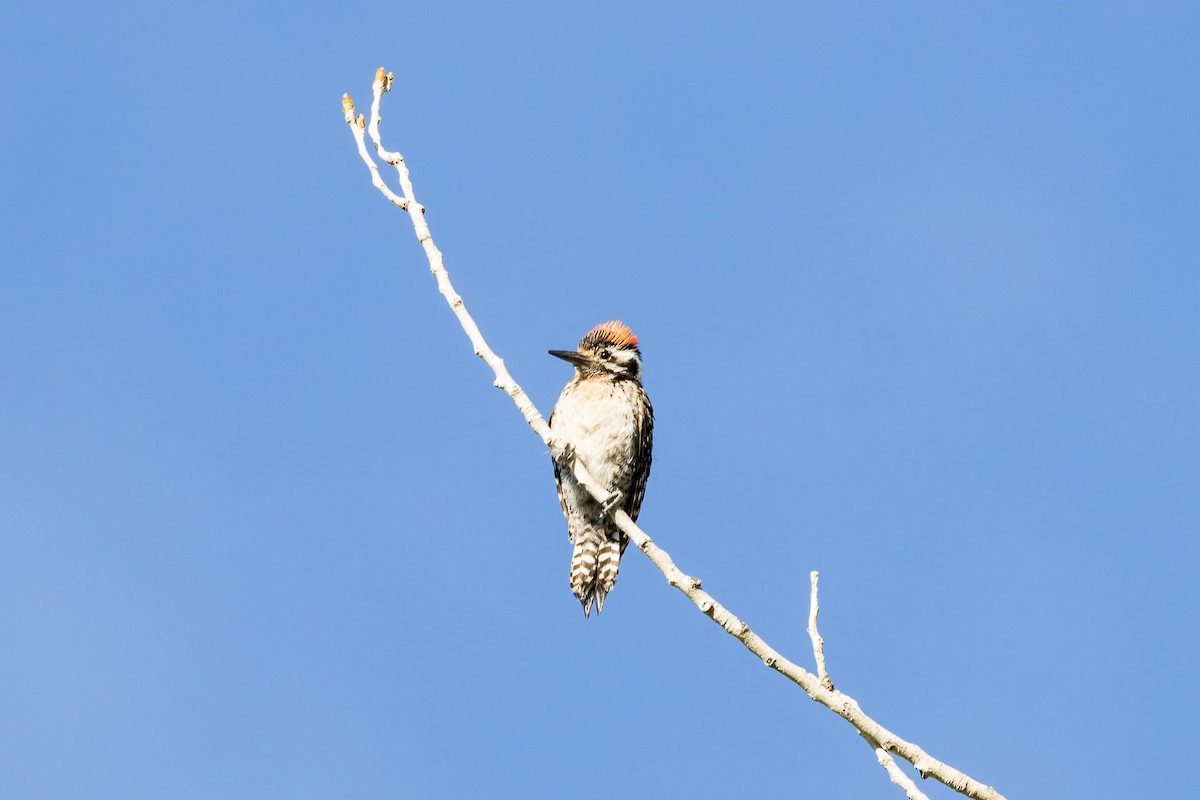 Ladder-backed Woodpecker - ML569682711