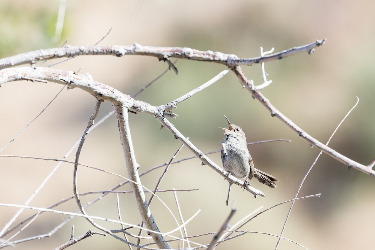 Bewick's Wren - ML569683471