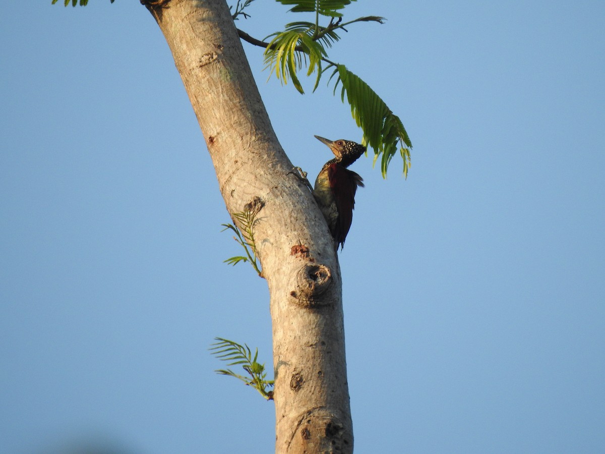 Luzon Flameback - Suebsawat Sawat-chuto