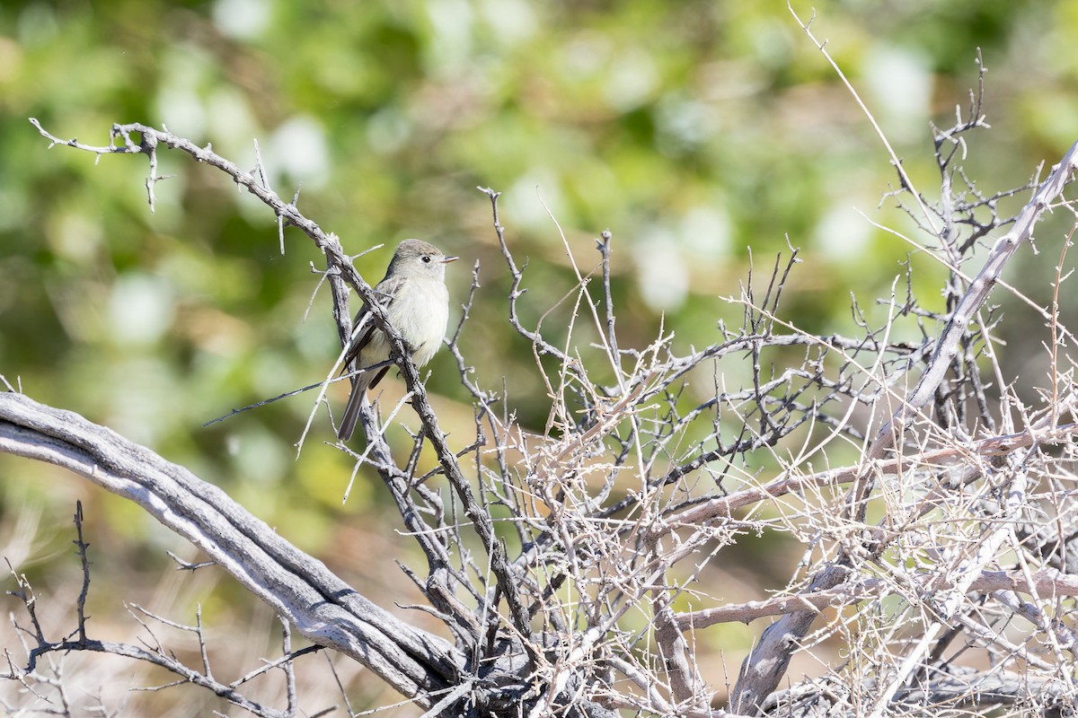 Hammond's Flycatcher - ML569683991