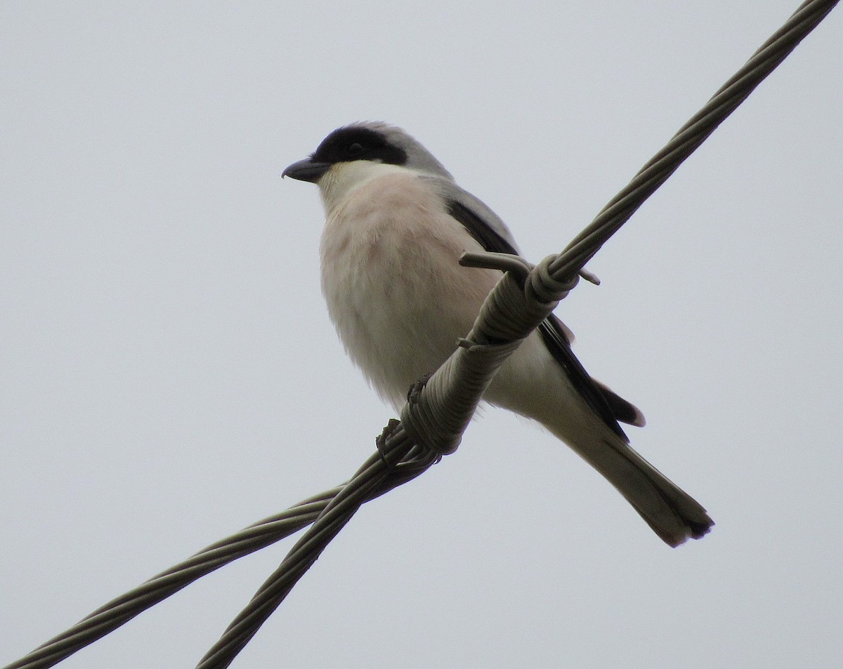 Lesser Gray Shrike - ML56968411