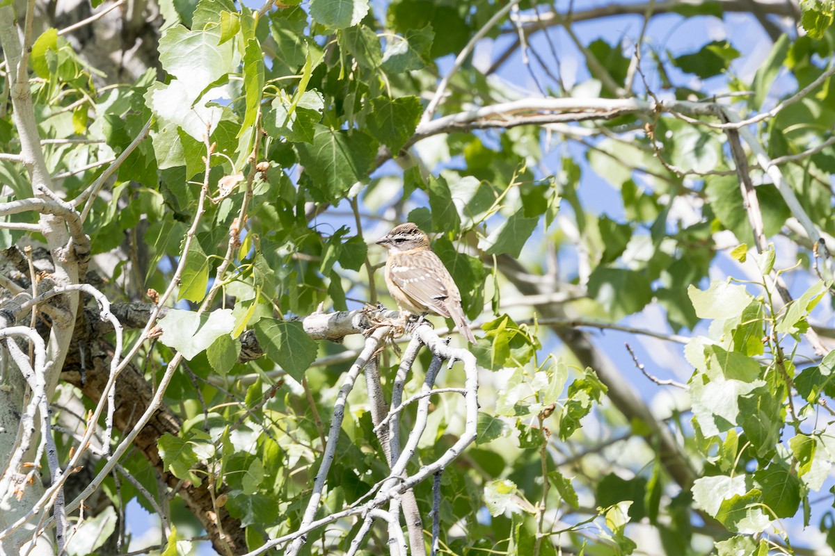 Black-headed Grosbeak - Amy Rangel