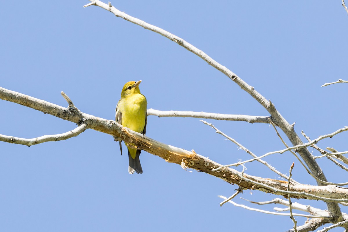 Western Tanager - ML569684621