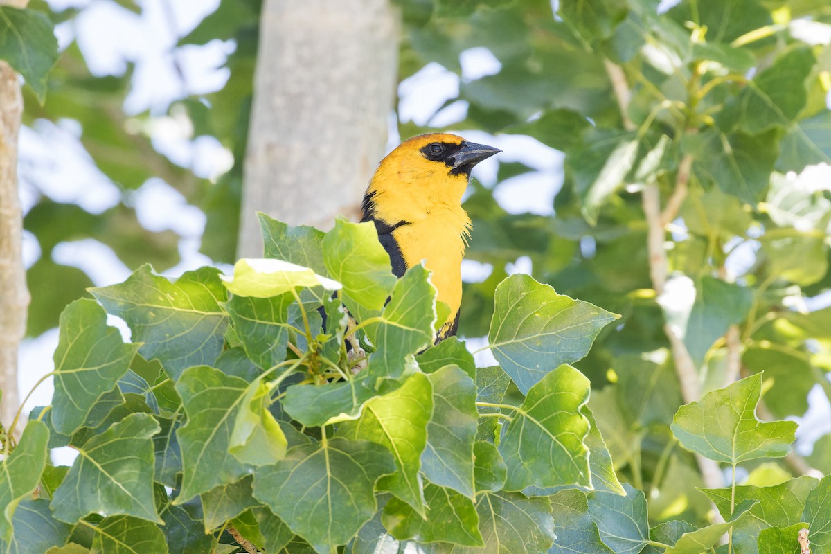 Yellow-headed Blackbird - ML569685231