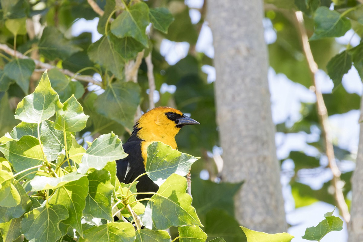 Yellow-headed Blackbird - ML569685261