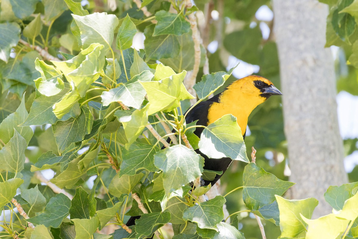 Yellow-headed Blackbird - ML569685281