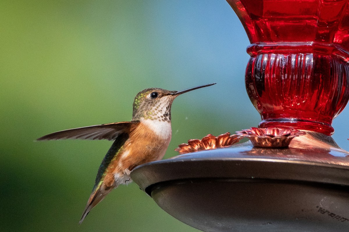 Rufous Hummingbird - Anne Spiers