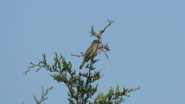 Willow Flycatcher - ML569687761