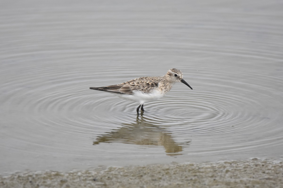 Baird's Sandpiper - ML569688171