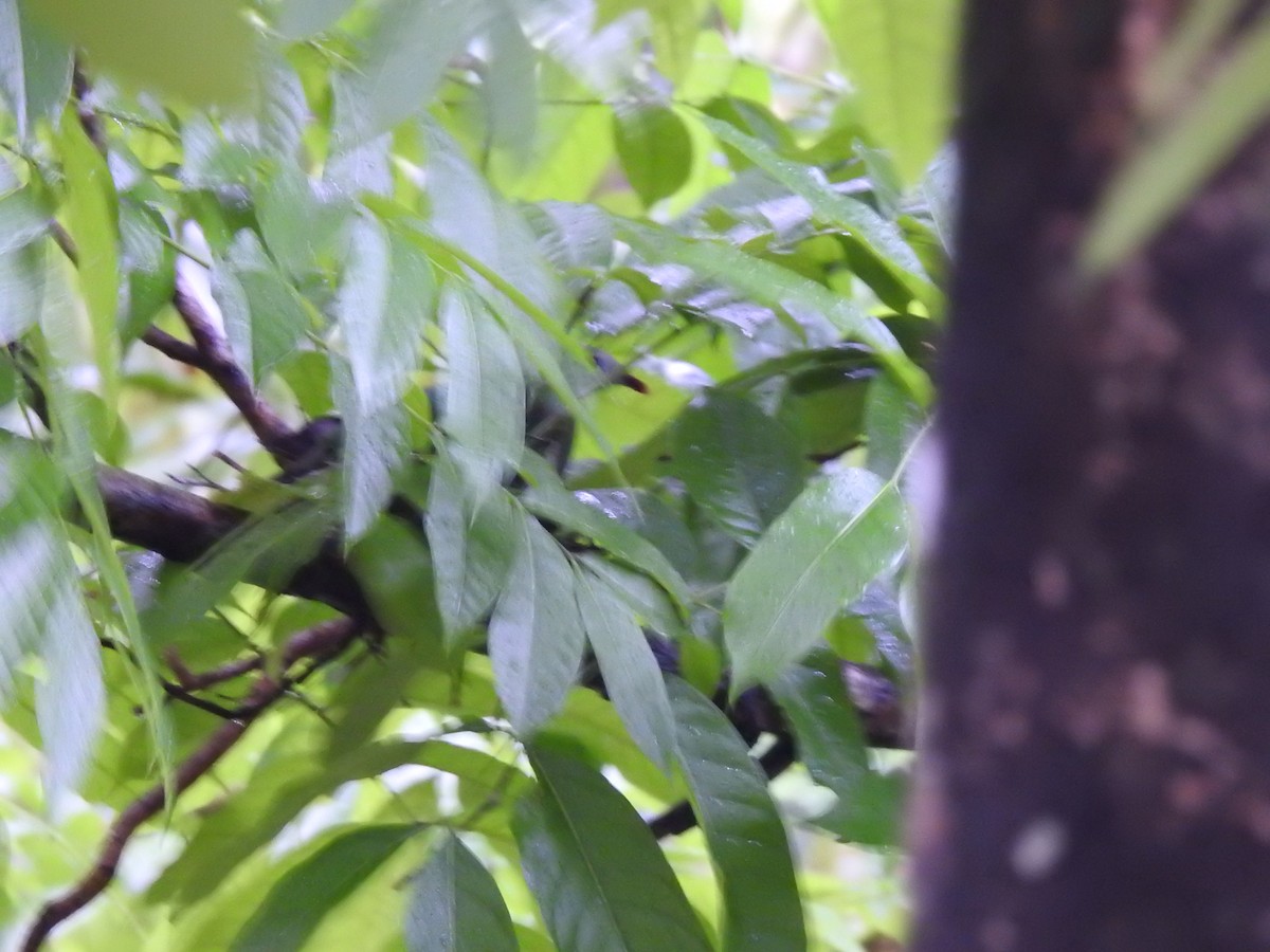 Светлогрудый фруктовый голубь - ML569688621