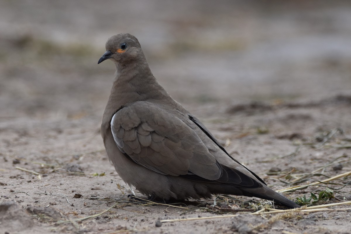 Black-winged Ground Dove - ML569689401