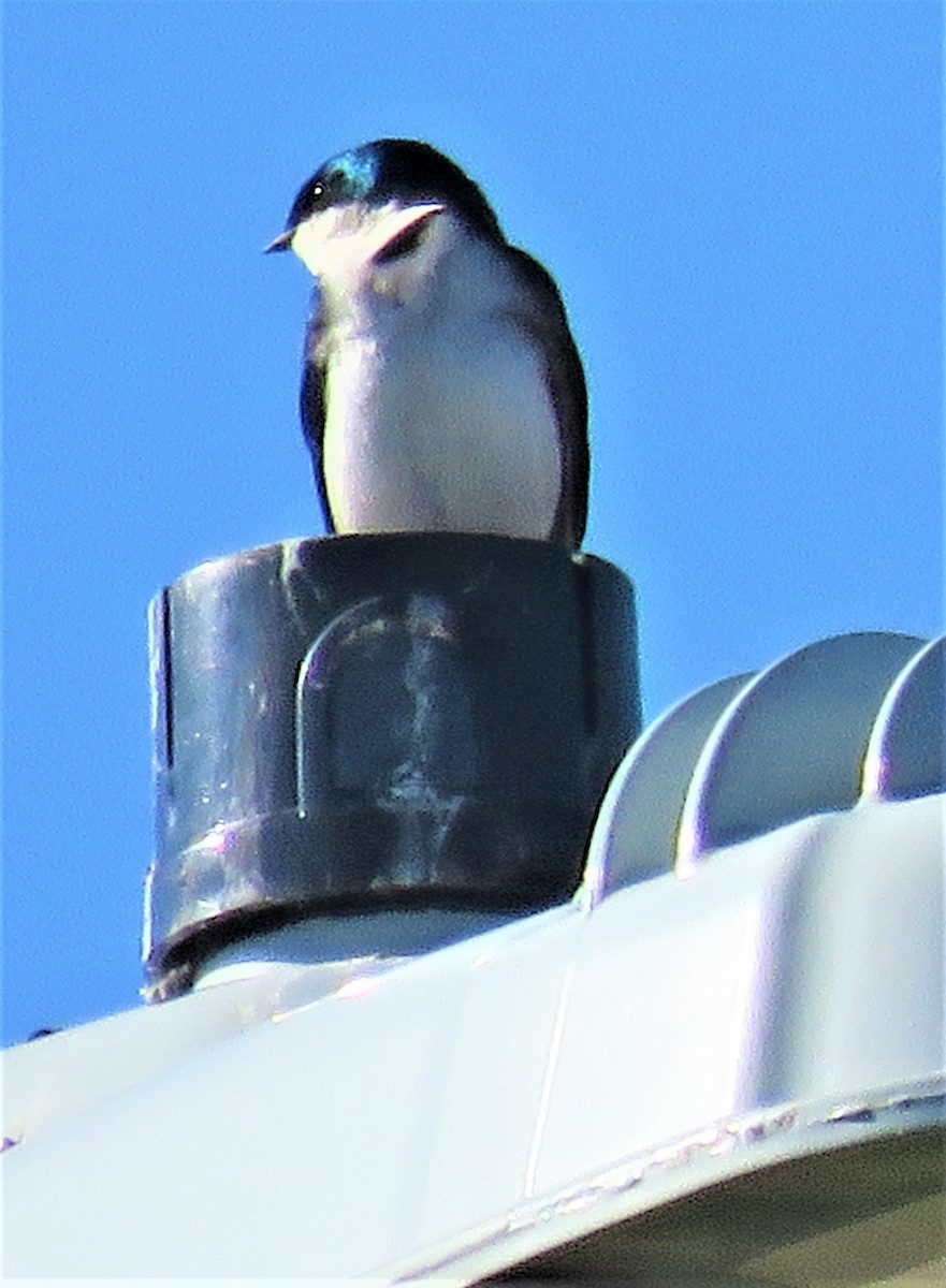 Tree Swallow - ML569689931