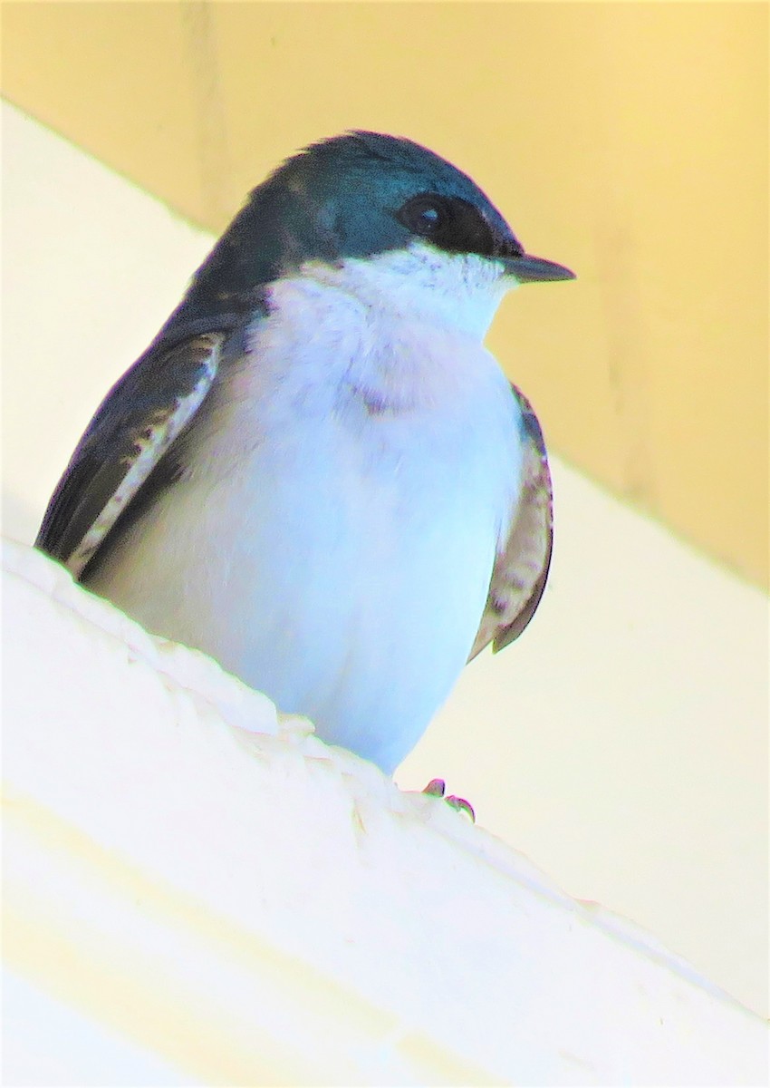 Tree Swallow - ML569690061