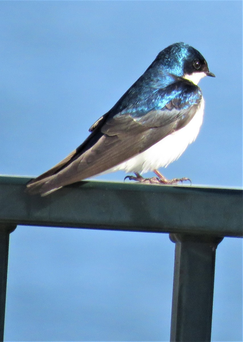 Tree Swallow - ML569690071