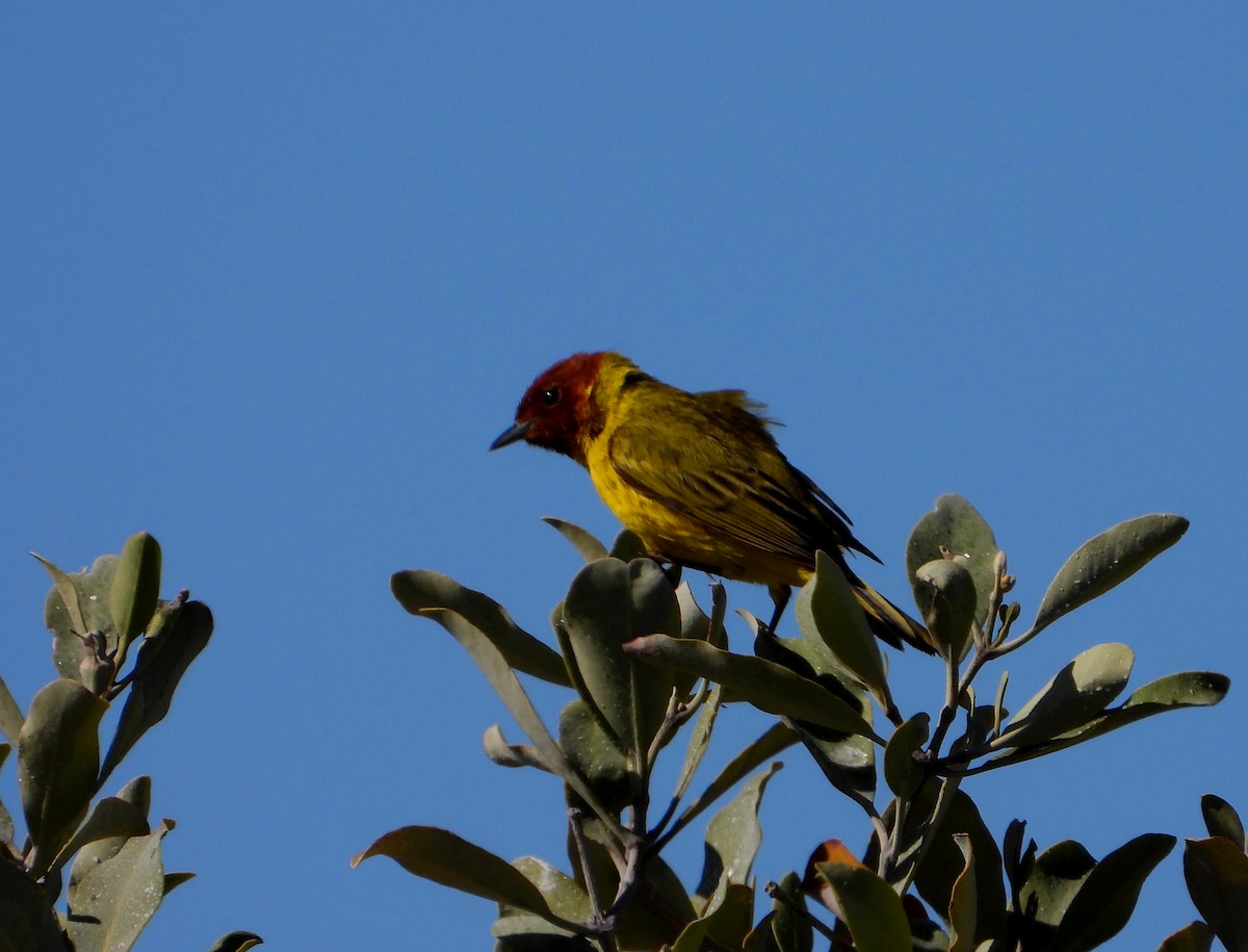 Yellow Warbler (Mangrove) - ML569690371