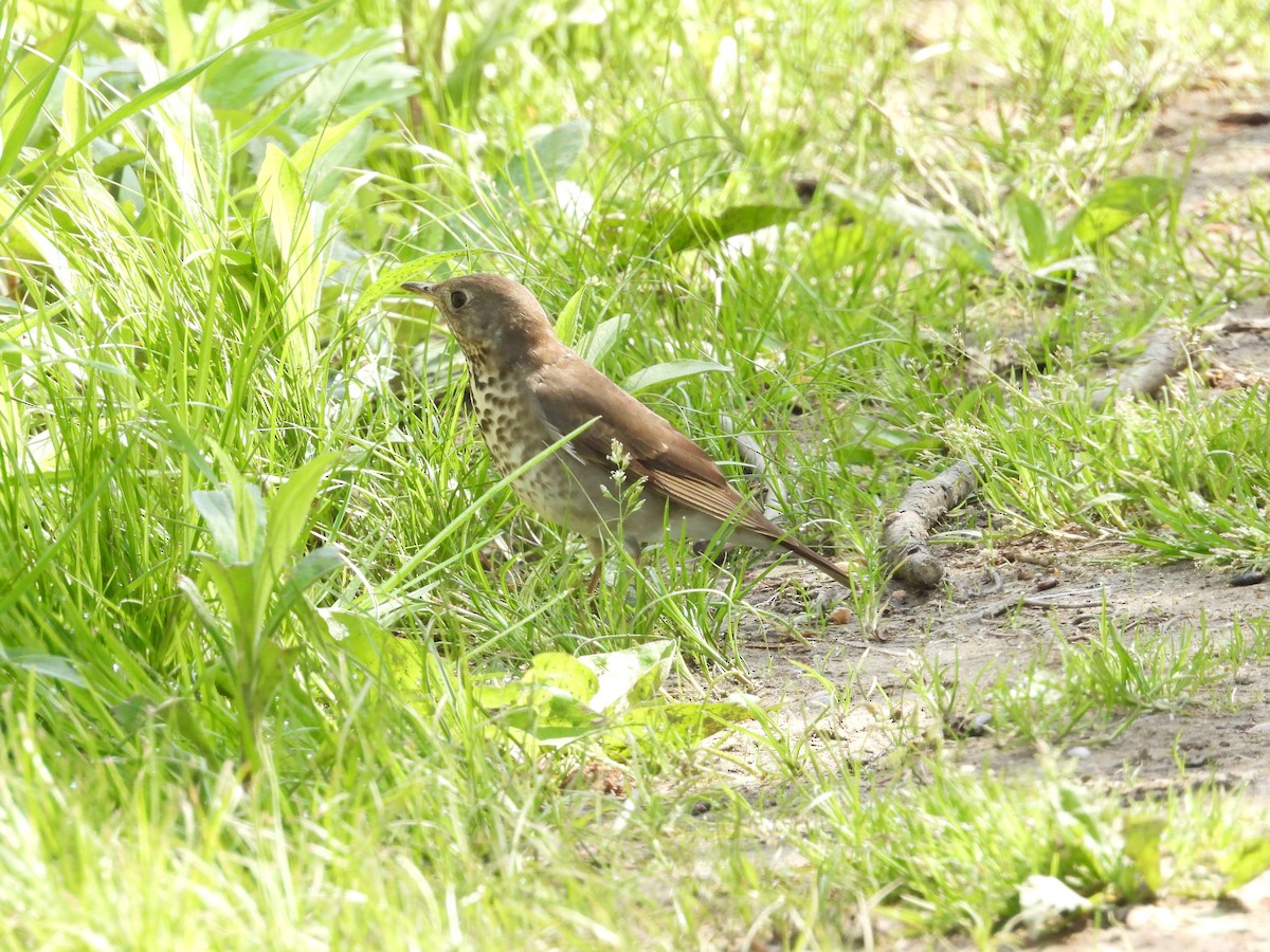 Gray-cheeked Thrush - ML569690671