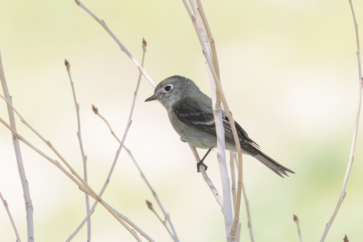 Hammond's Flycatcher - Amy Rangel