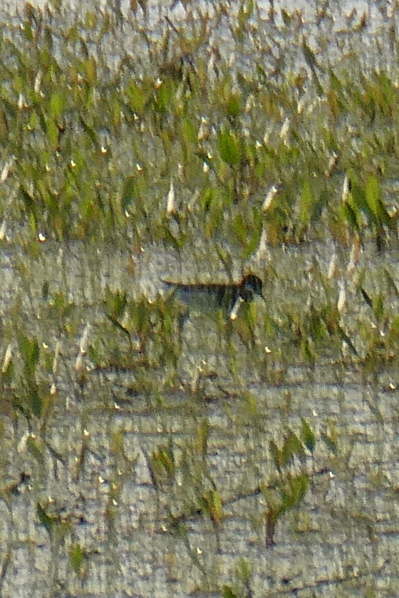 Phalarope à bec étroit - ML569694911