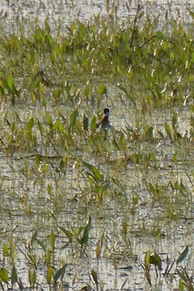 Phalarope à bec étroit - ML569695121