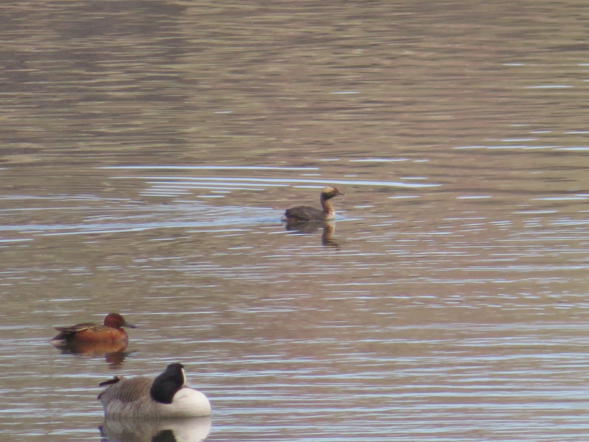 Horned Grebe - ML569695281