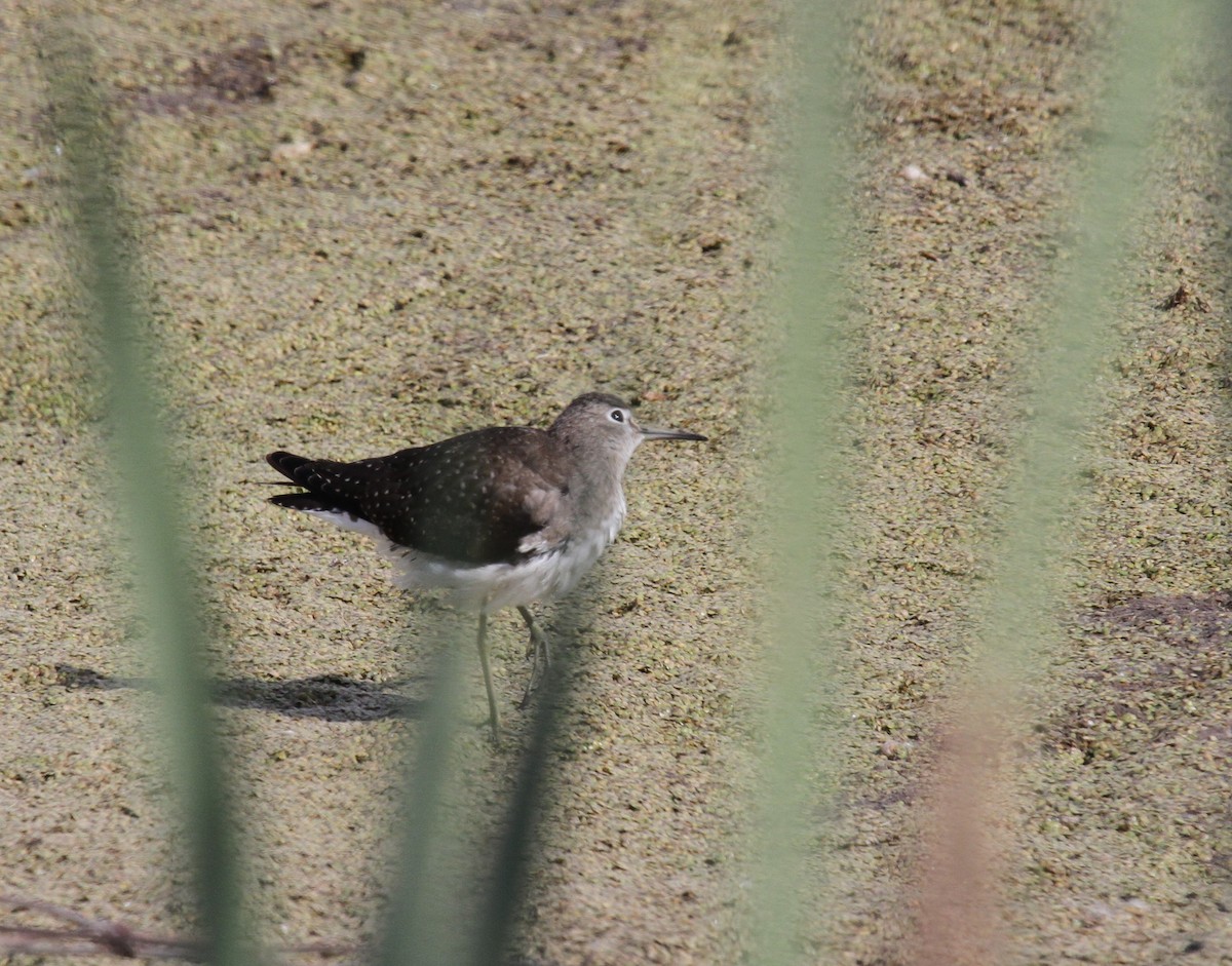 Solitary Sandpiper - ML56969531