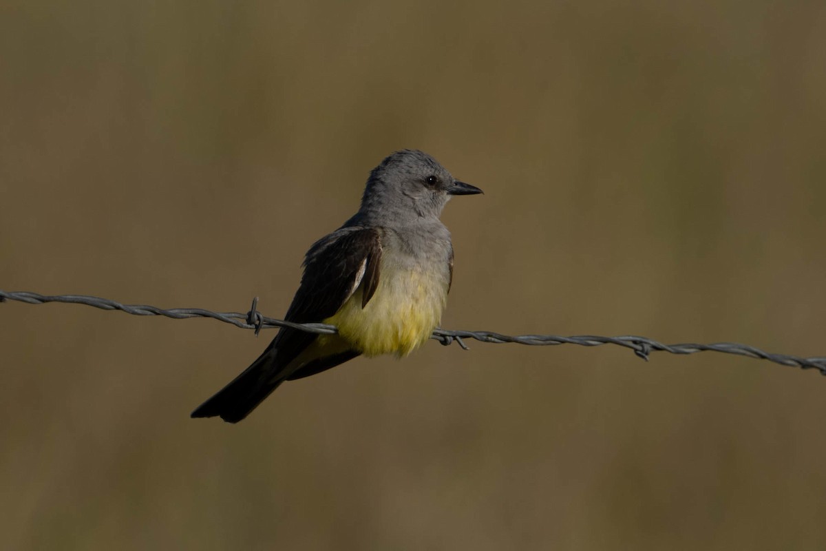 Schmalschnabel-Königstyrann - ML569696081