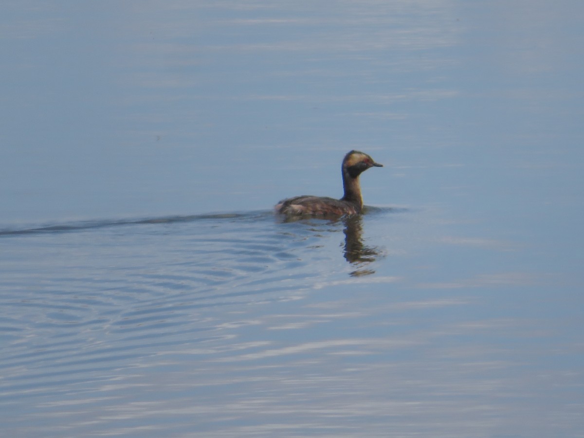 Horned Grebe - ML569696181