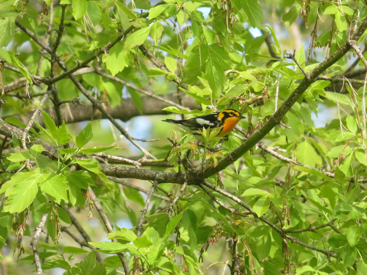 Blackburnian Warbler - ML569696401