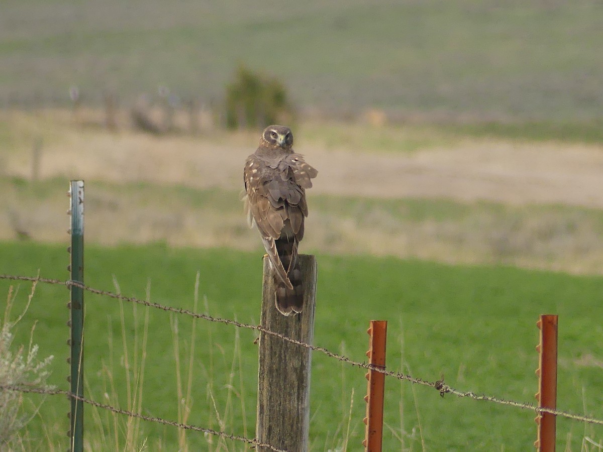 Northern Harrier - ML569696901