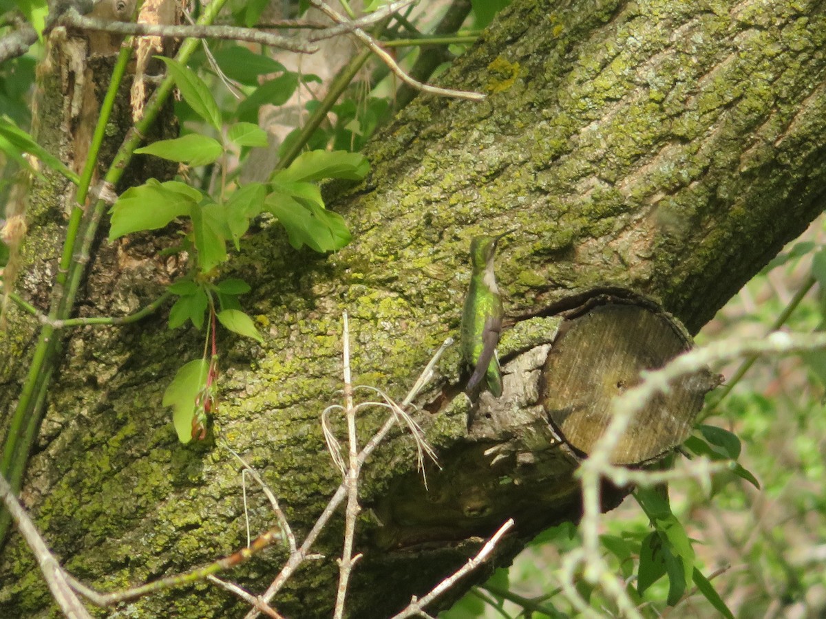 Ruby-throated Hummingbird - ML569696921