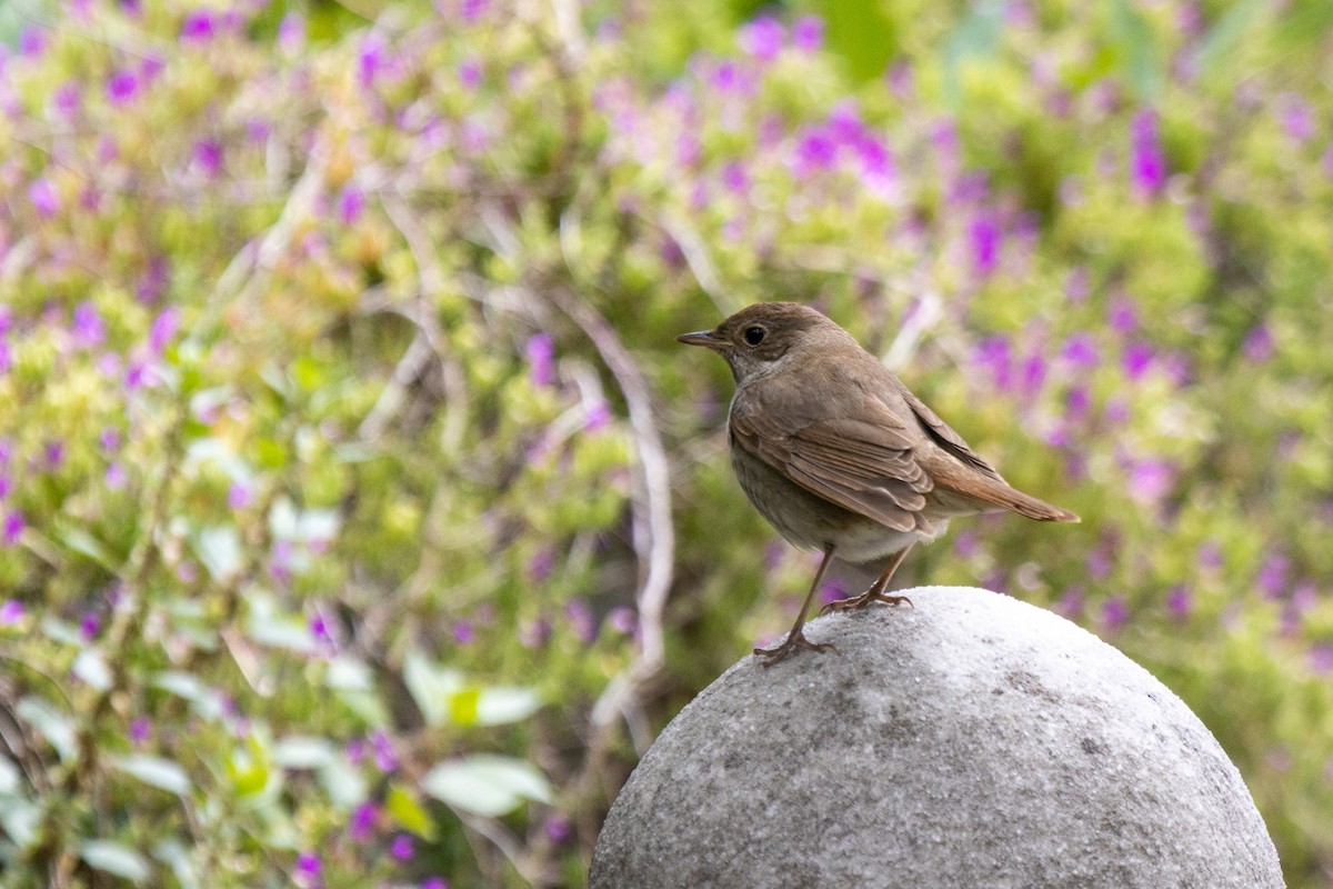Thrush Nightingale - ML569698551