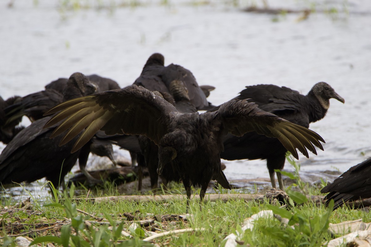 Black Vulture - Patrick Oakes