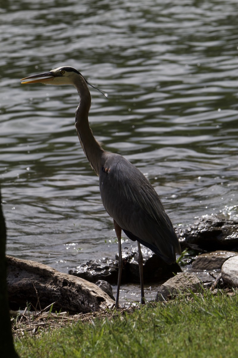 Great Blue Heron - Patrick Oakes