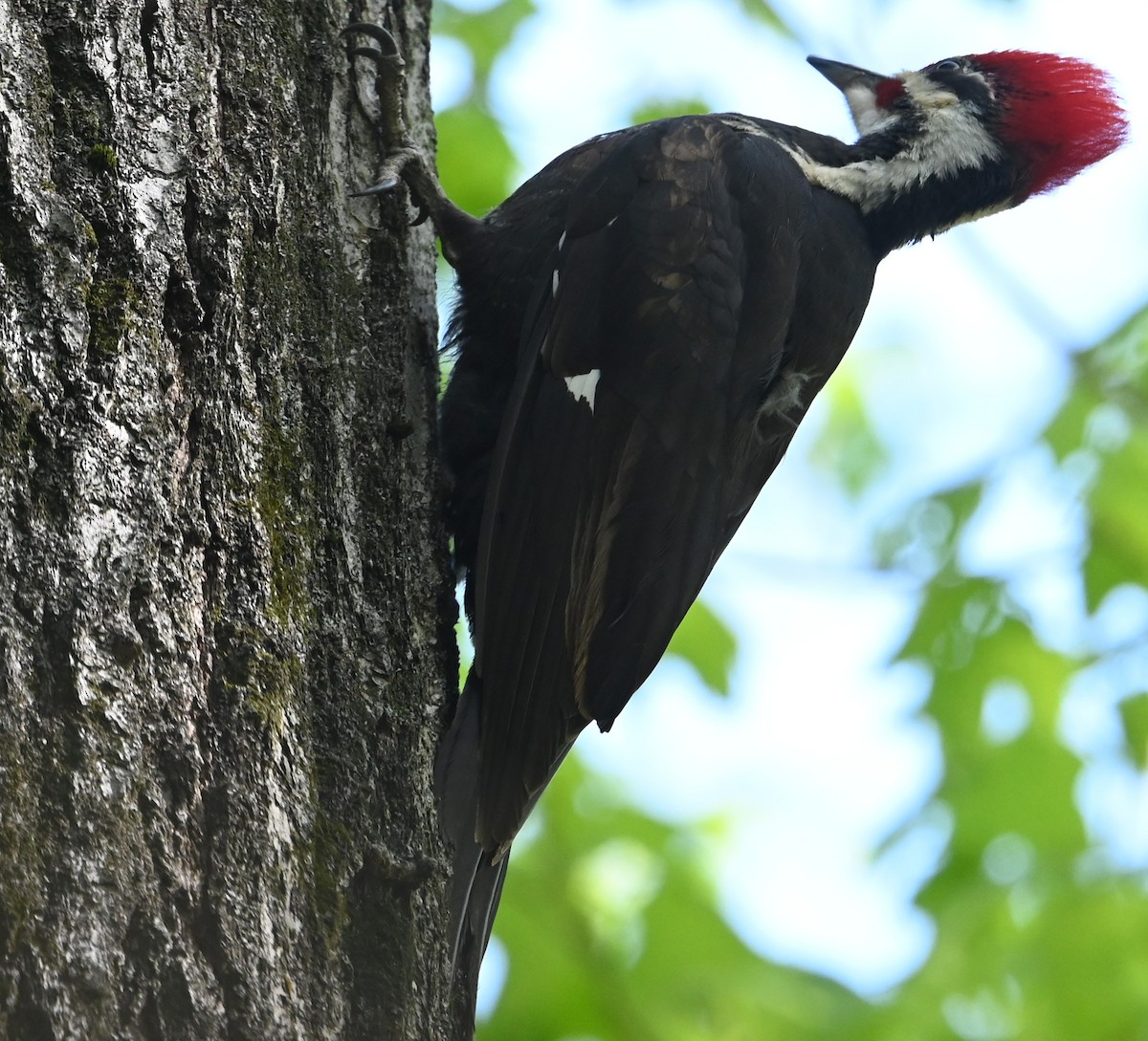 Pileated Woodpecker - ML569700781