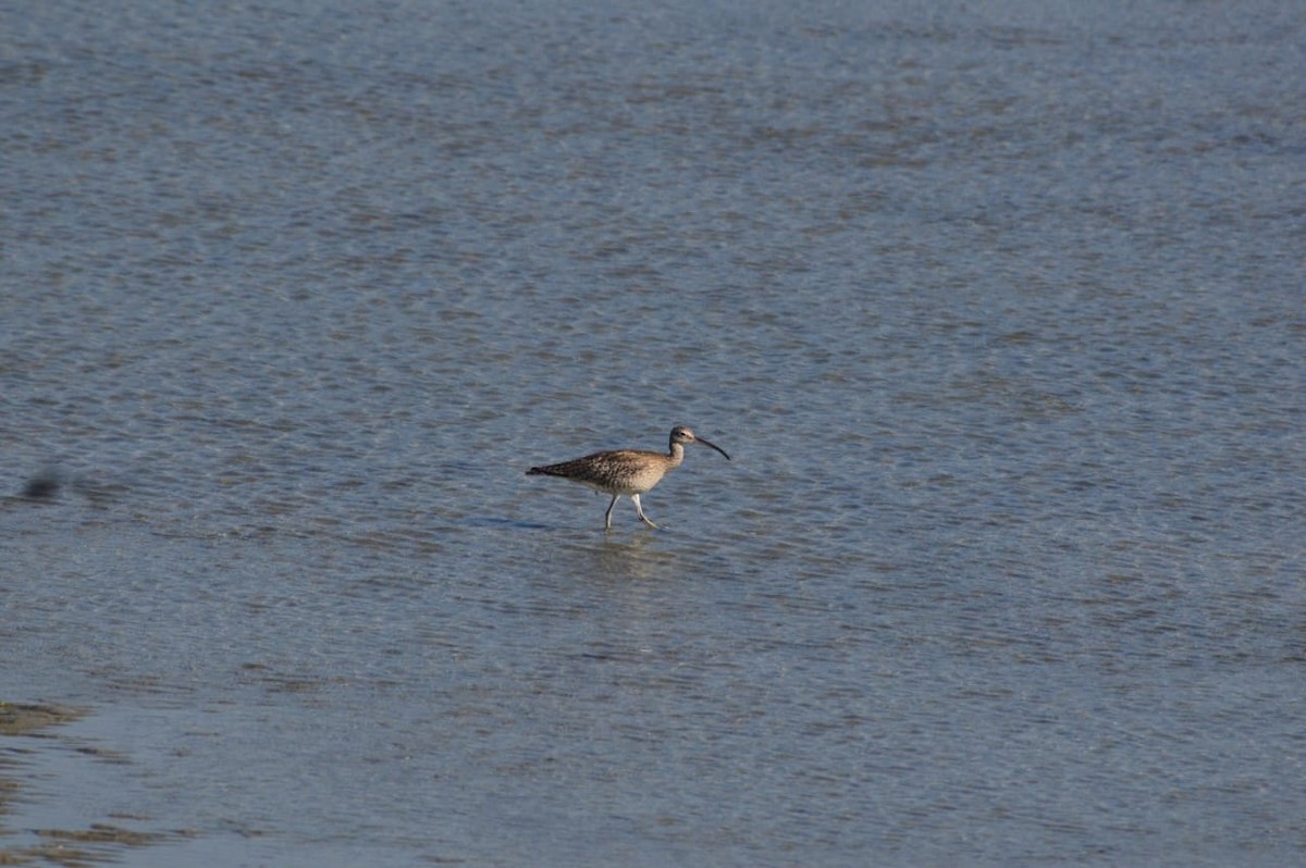 Regenbrachvogel - ML569701501