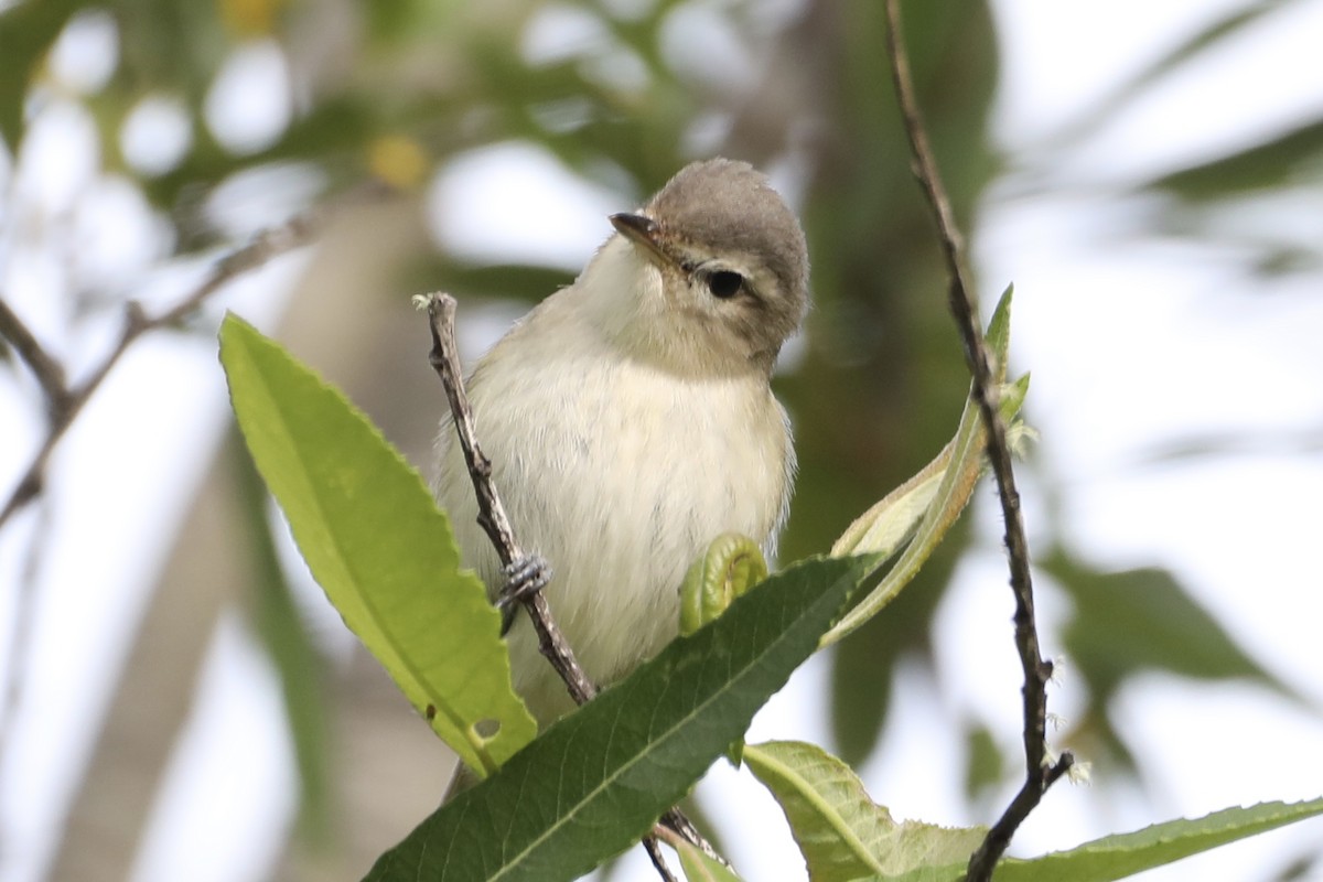 Ötücü Vireo - ML569701881