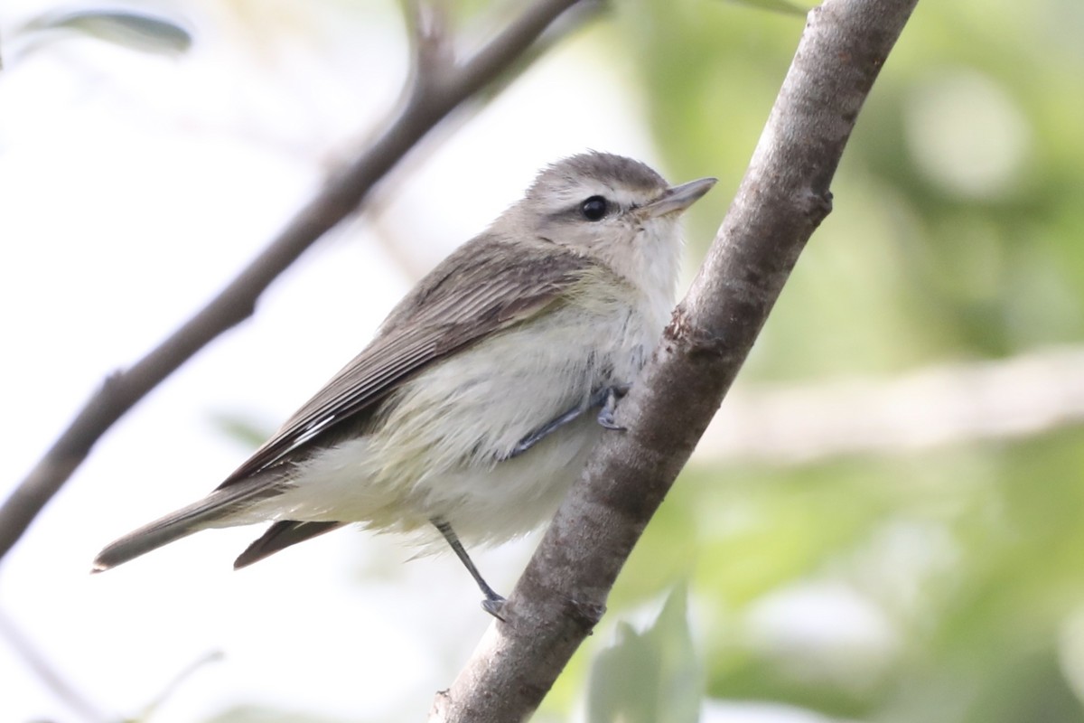 Ötücü Vireo - ML569701931