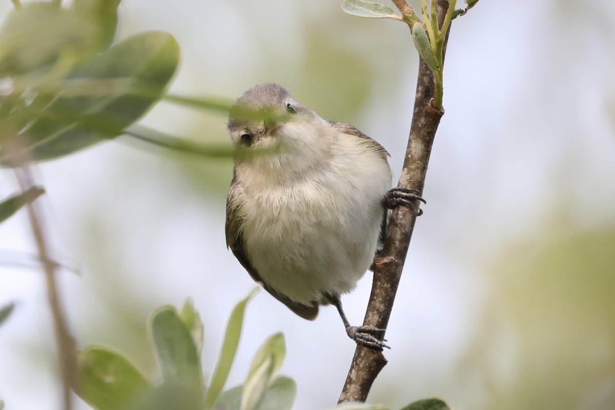 Warbling Vireo - ML569701951