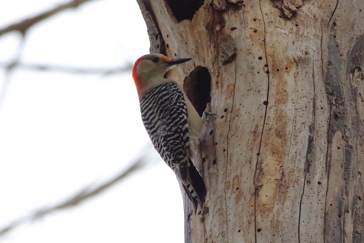 Red-bellied Woodpecker - ML569702701
