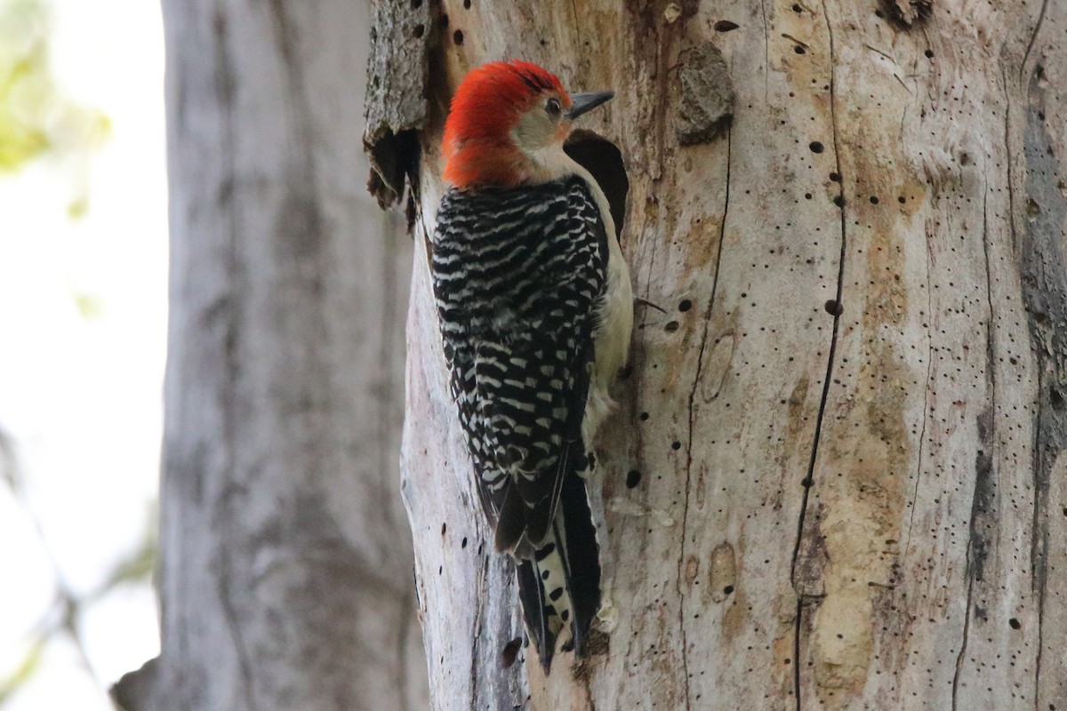 Red-bellied Woodpecker - ML569702721